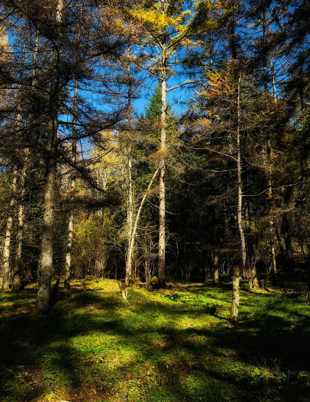 秦岭赏秋不止鸡窝子月太路自驾穿越线路西安出发导航月河坪村走京昆高速朱雀