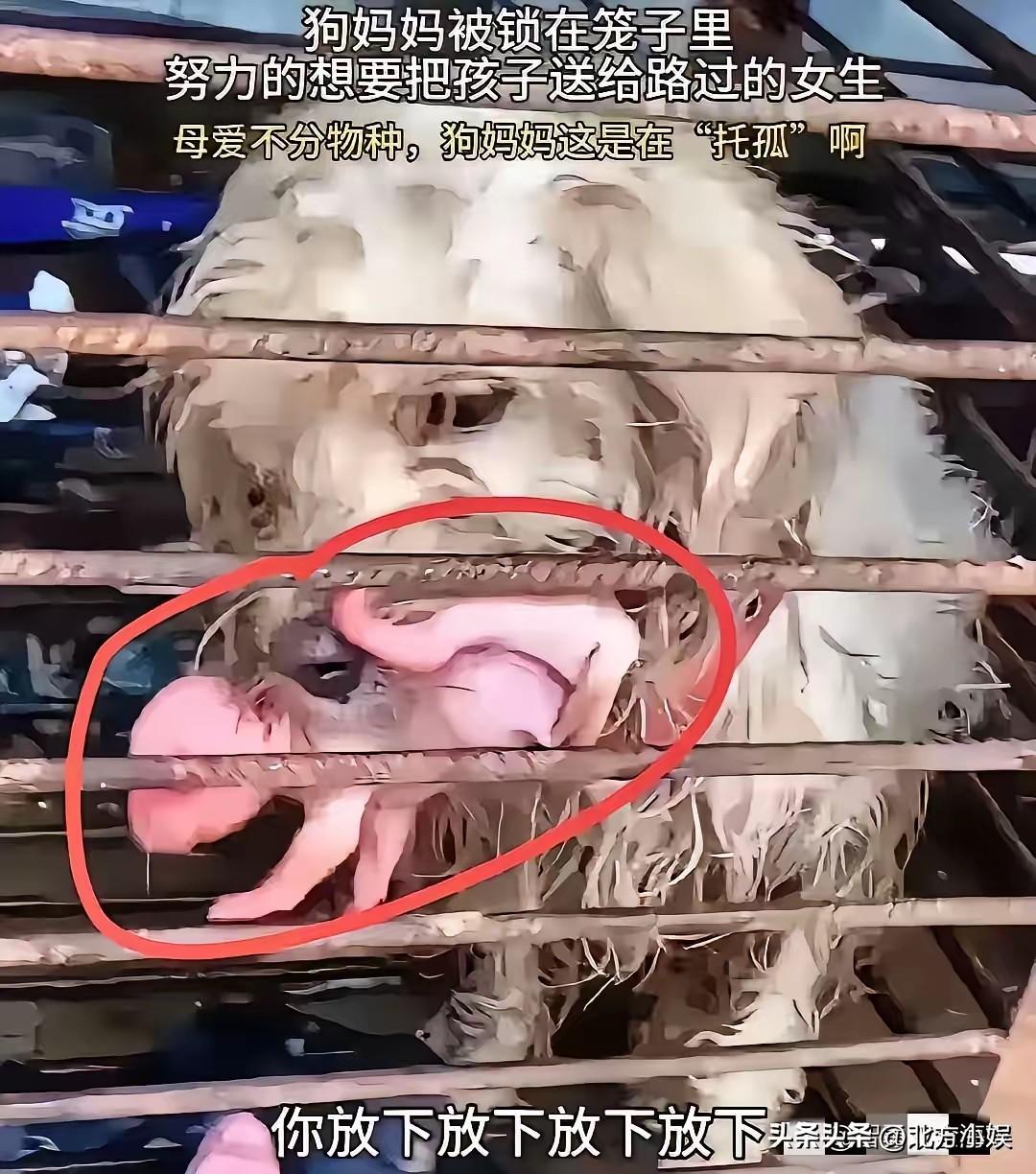 太可怜了，母爱不分物种啊！在一家狗肉馆的铁笼里，一只母狗叼着刚生下的幼崽，可怜巴
