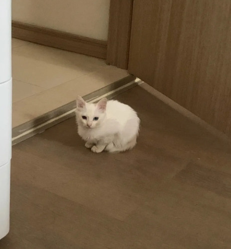 在停车场发现了一只脏兮兮的小白猫，正在沙子堆里找吃的