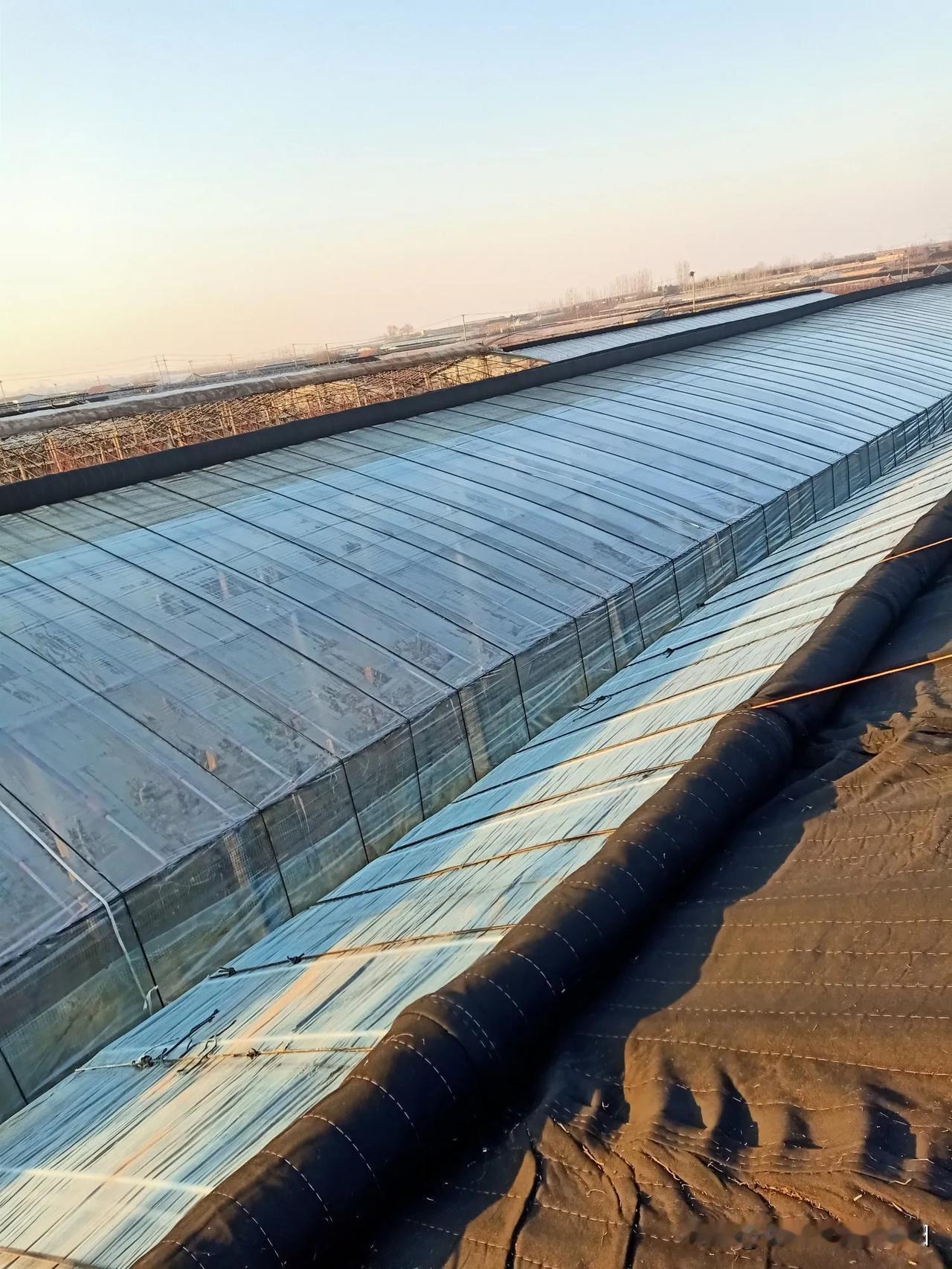 扣棚升温中，过不了多久就可以吃大棚油桃了哟！