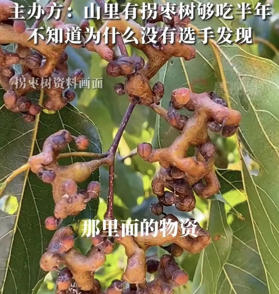 张家界荒野求生赛的主办方大概没料到，选手退赛的原因这么简单。他们说山里有拐枣