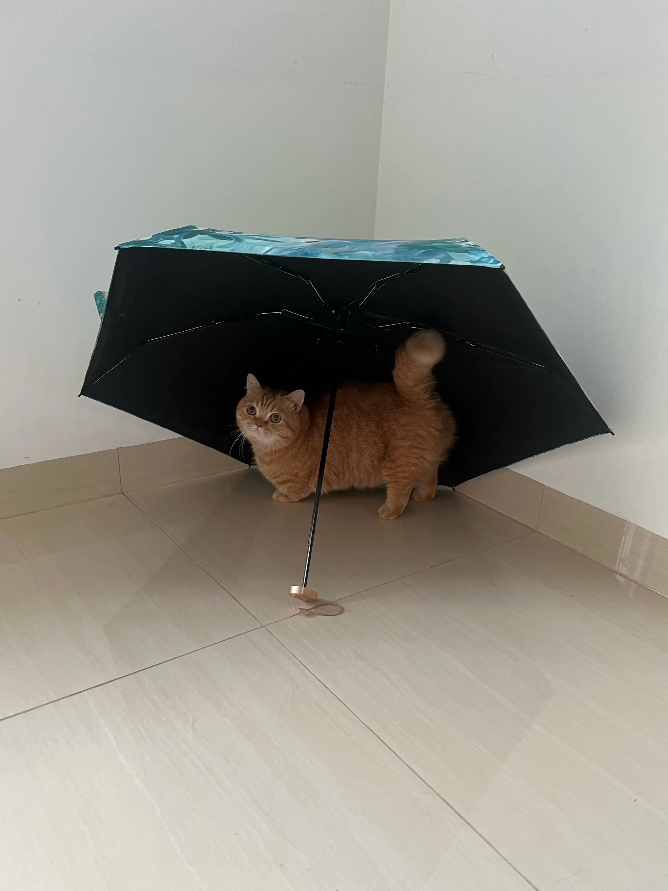 室内打伞可是长不高的哦。