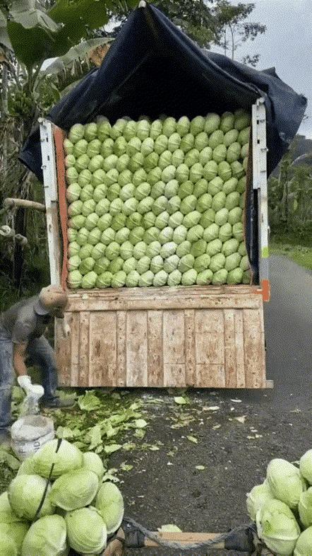 这满满一车菜菜农正在往上面撒白色的粉末状的东西这是防腐剂吗？[抠鼻]