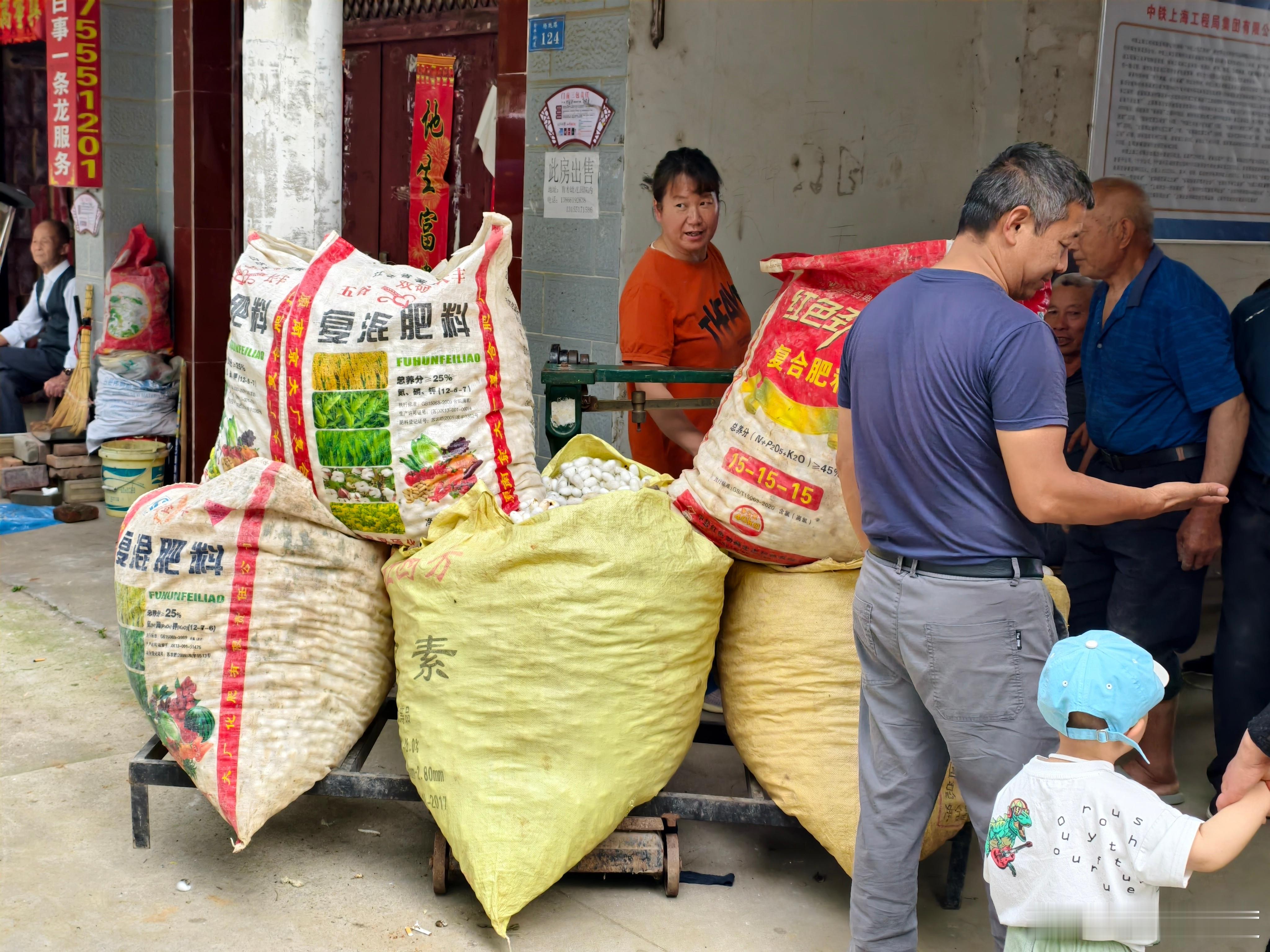 大家猜猜这五袋蚕茧有多重，蚕农能拿到多少钱？​​​