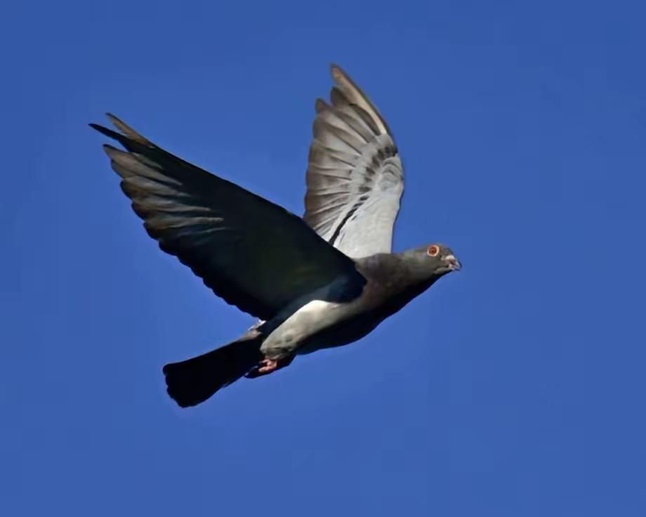 罗布泊一次核试验中，我国放飞50只军鸽，结果只回来45只。科研人员不知道