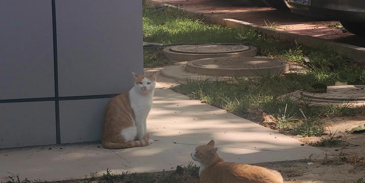 今天下班路上遇到了三只橘色流浪猫，好像是一家子。它们毛色橙黄，在夕阳下毛茸茸的特