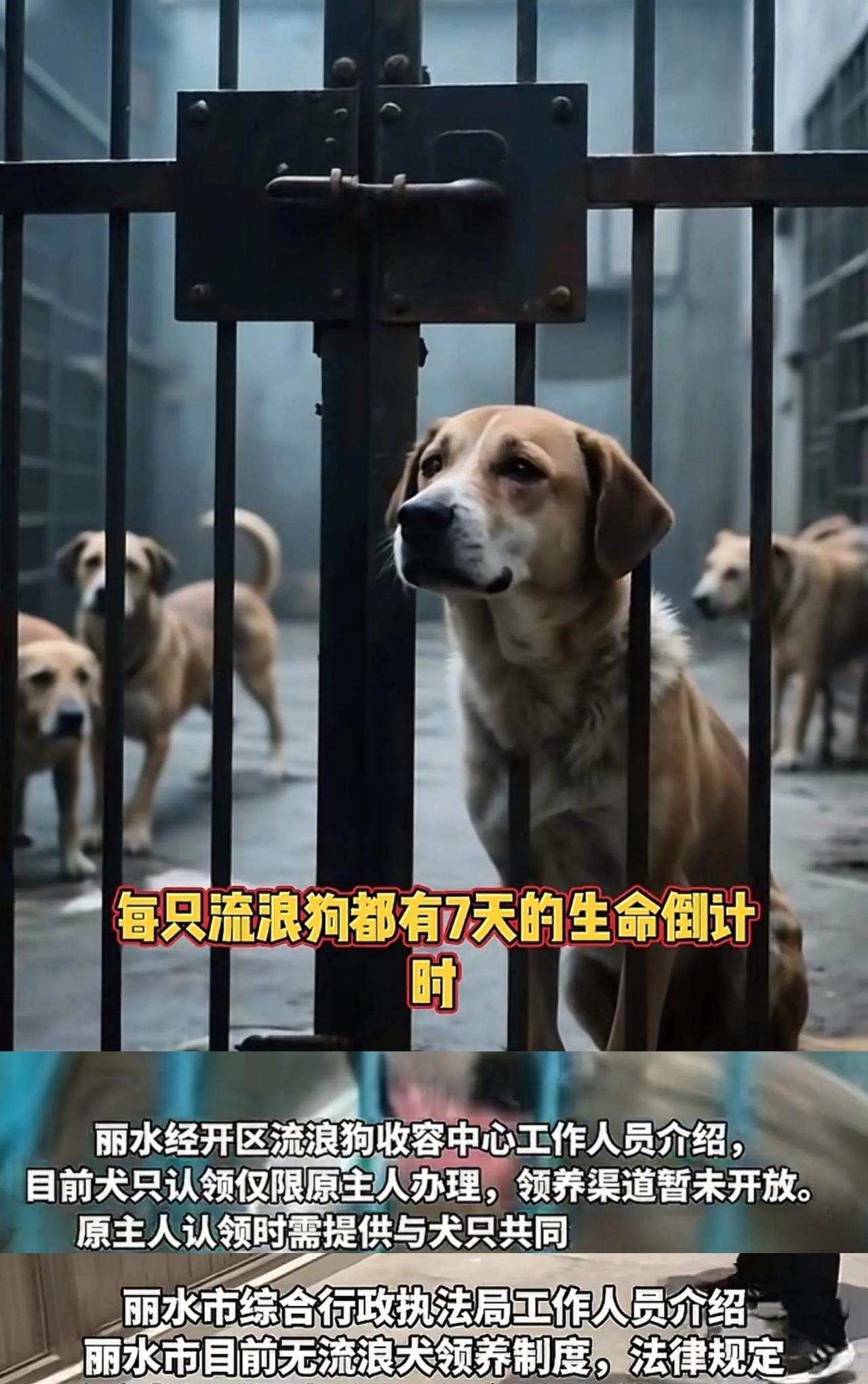 流浪狗的生命倒计时———7天没有原主人领养，将被安乐死处理！丽水流浪狗收容中心发