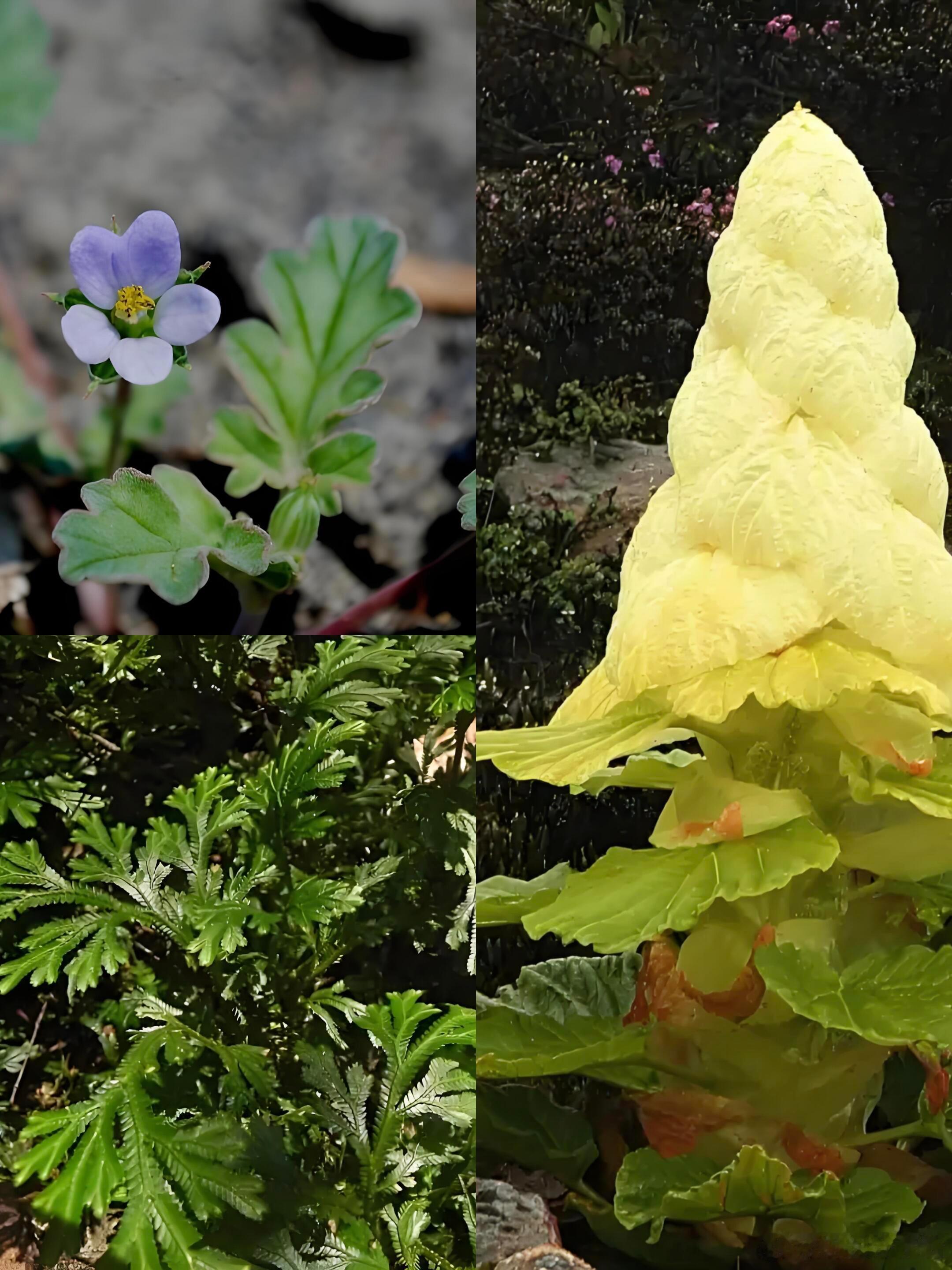 奇妙生物圈植物科普✨植物界生存大师！3种逆天改命的神操作1.尖喙牻牛儿苗｜