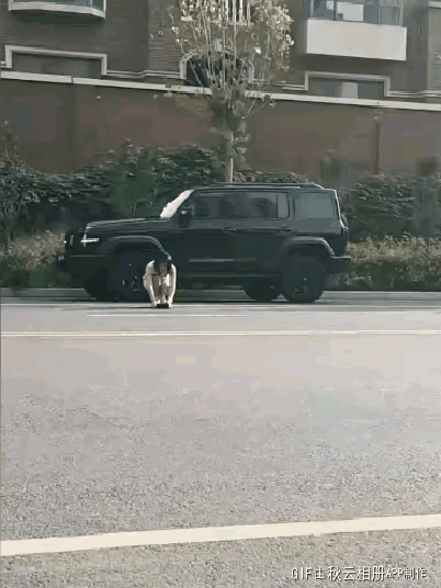 全民拍视频，老的拍，小的也拍，马路上拍，河岸上拍，无处不拍，看这三个人的自拍，绝