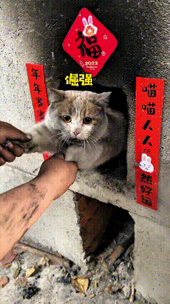 看到这个视频我都笑出眼泪了，小猫咪贪玩钻进灶台窝里头，在里面瞎折腾，弄得满身黑灰
