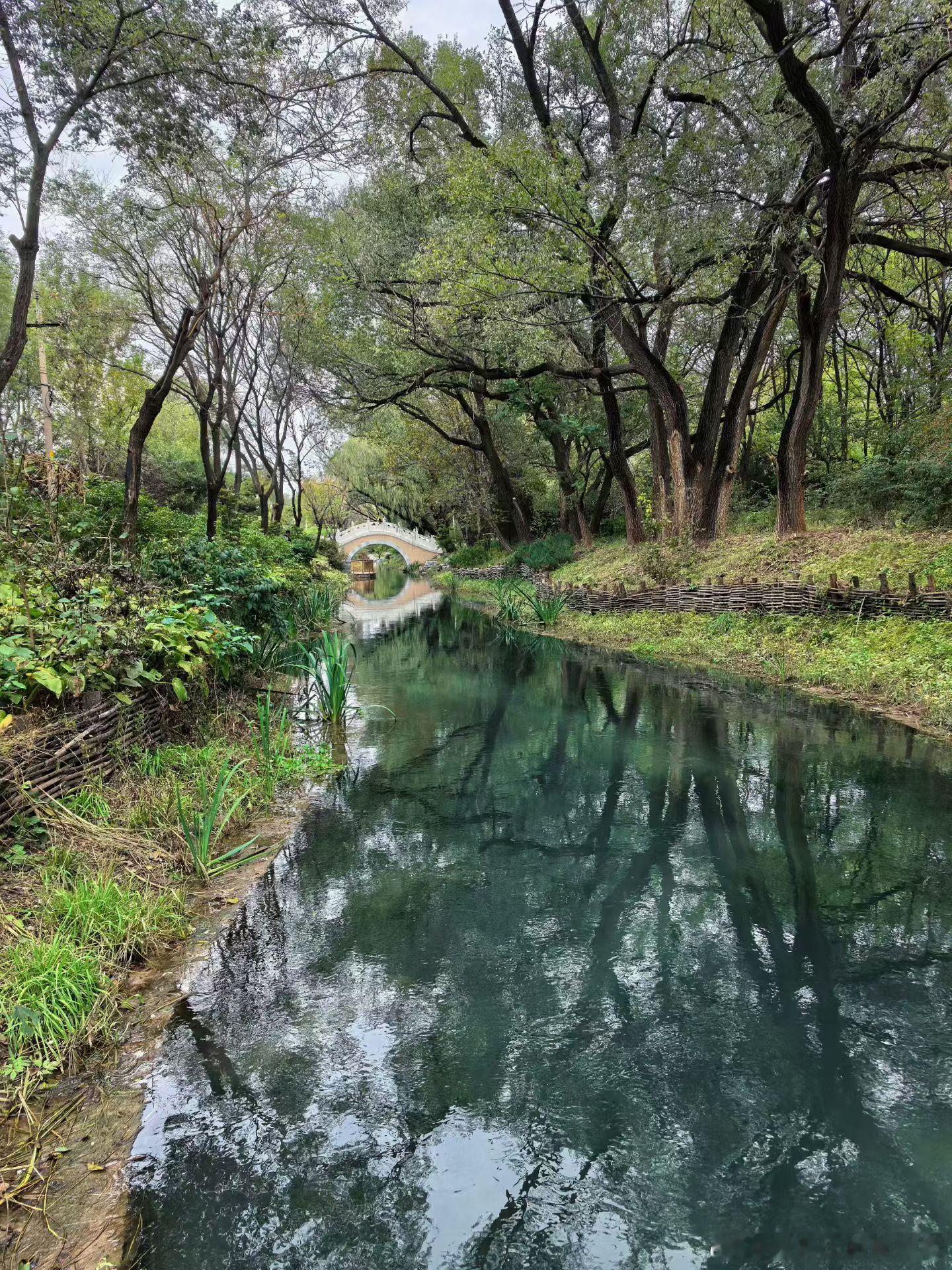 昨天去了玉泉山附近的园外园,两山公园转了转,稻子🌾黄了,如果再过几天叶子完全黄