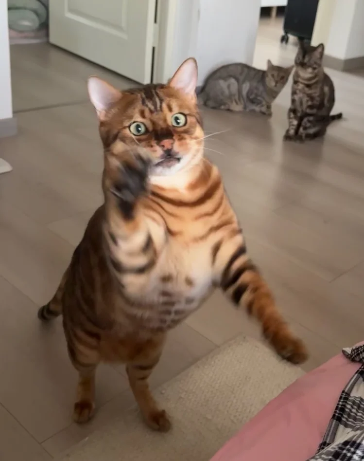 谁家小猫咪这么会卖萌啊！