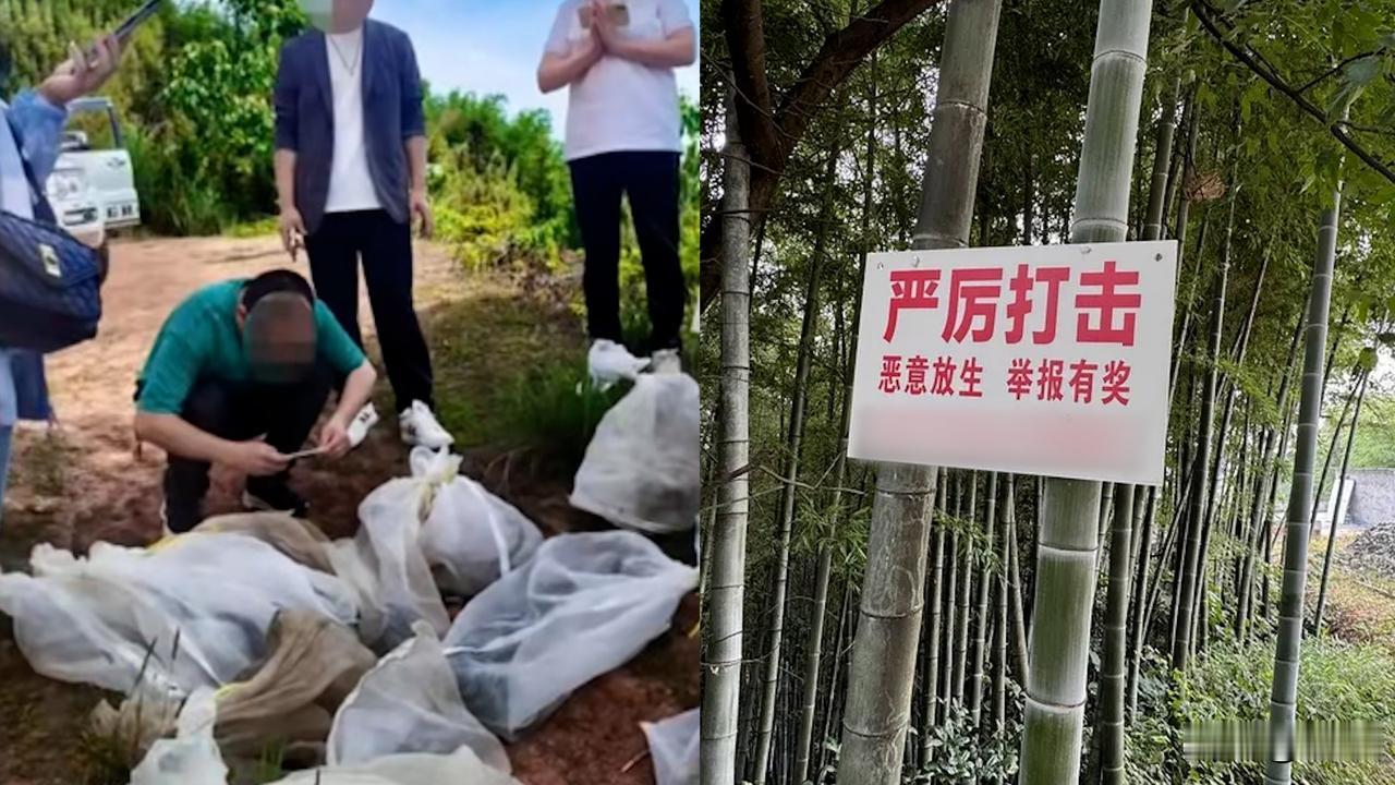 放生蛇，是善意还是恶毒？先看这起宜宾事件。上头条，看热点，今天一起来看看“放