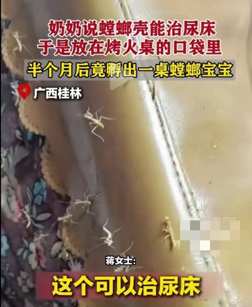 广西桂林。孩子尿床了，奶奶听村里人说，民间有偏方，给孩子吃螳螂壳，可以治好尿床的