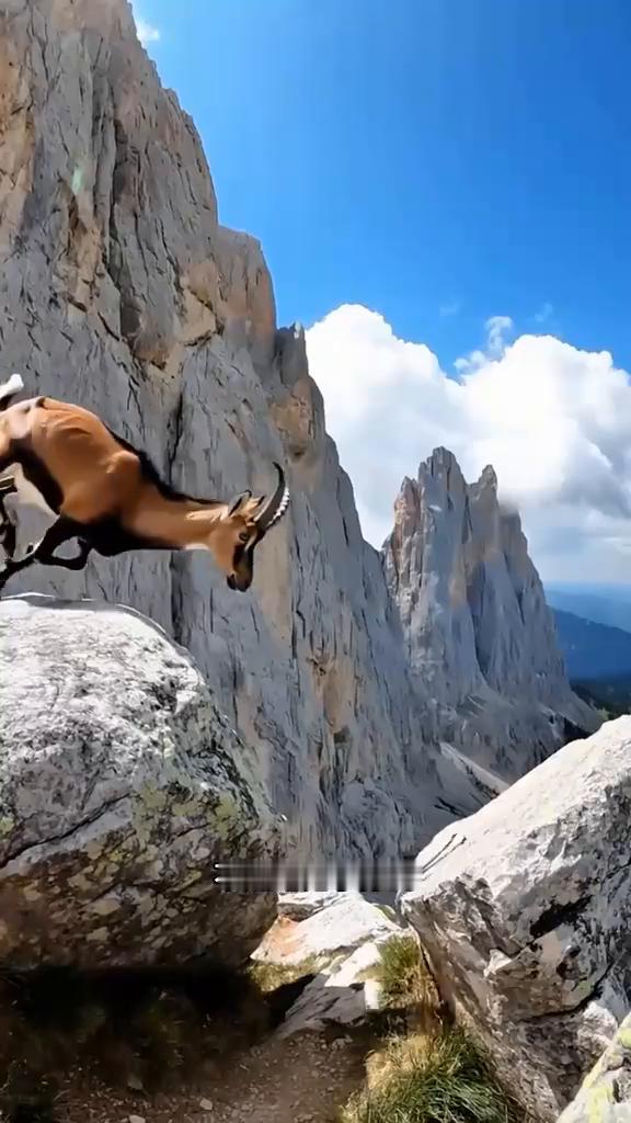 岩羊的生活。为了躲避雪豹的追杀，岩羊跳下悬崖，又迅速爬上近乎垂直的崖壁逃走。岩