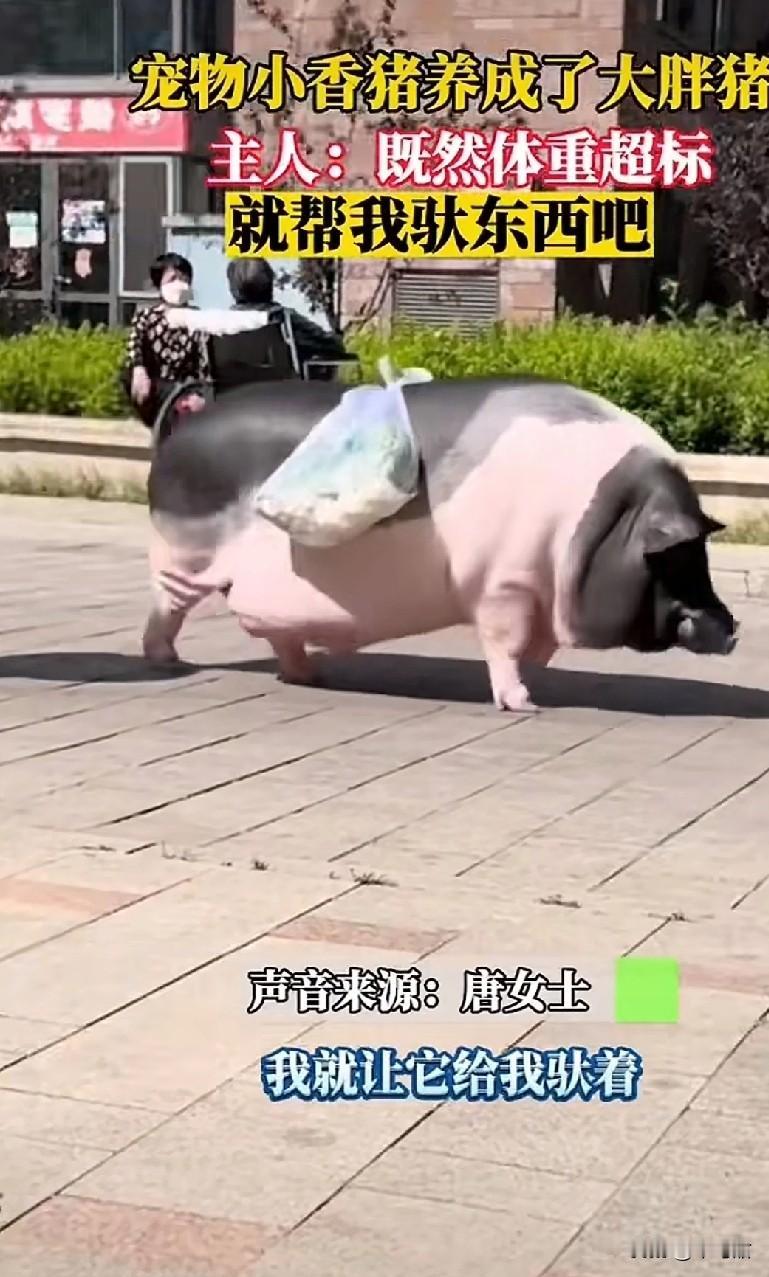 “养猪千日,用在一时”,这只小香猪靠实力,让自己没能成为人类的盘中餐啊。辽宁