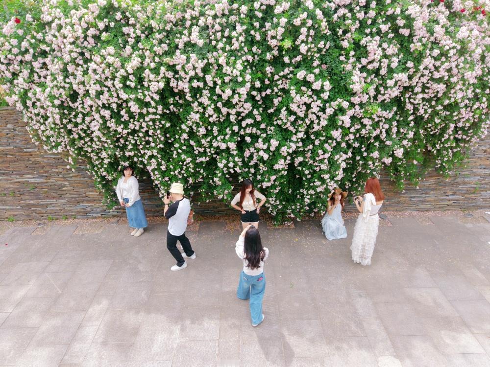 人间四月天，武汉园博园的玫瑰和蔷薇绽放，成为这个春天赏花之地。湖北春天奇遇记