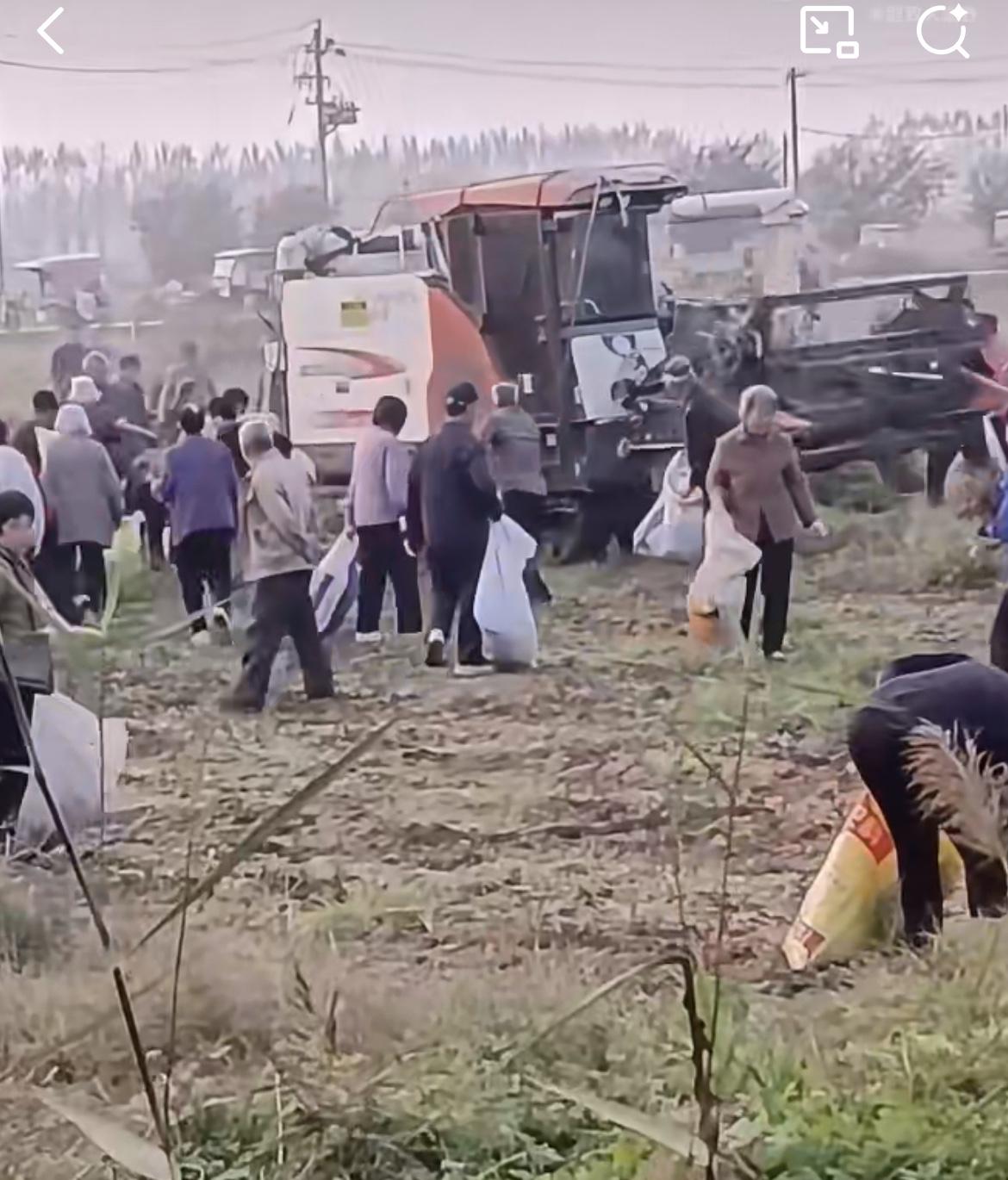 收割机下捡漏的农村老头老太，个个都不要命了。看图片应该是收花生，收割机准备刨地收