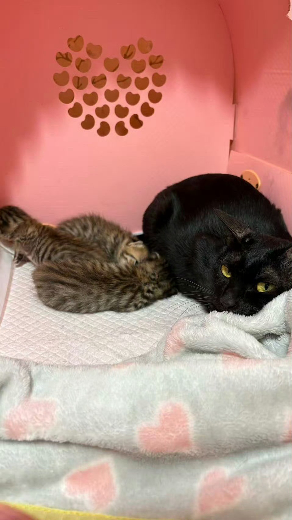 猫妈妈对独生咪的爱听我说，小猫咪最能治愈你的心，少看人，多看猫。深圳