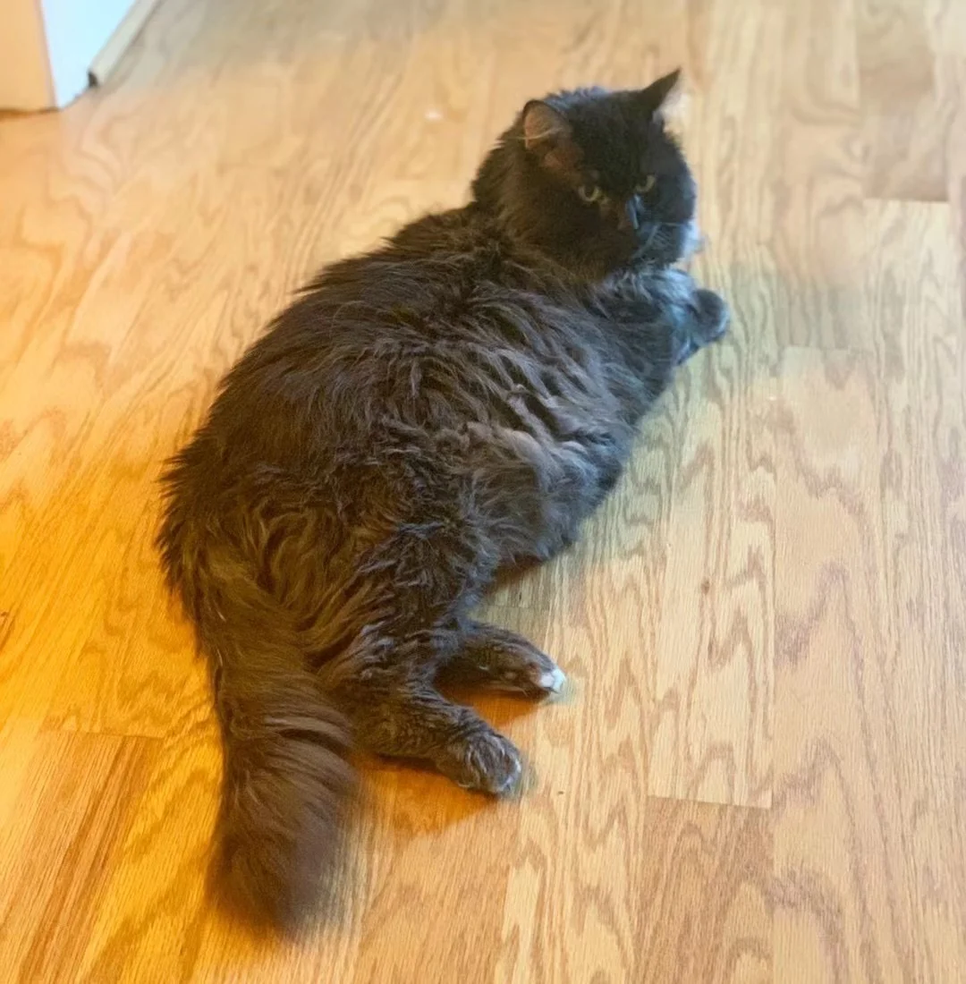 不知道 咪的身材很曼妙