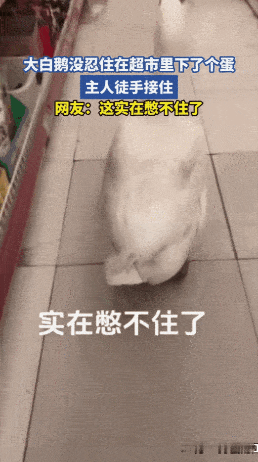 “实在没憋住！”黑龙江一女子带着自家宠物大鹅去逛超市，结果走着走着大鹅突然要下蛋