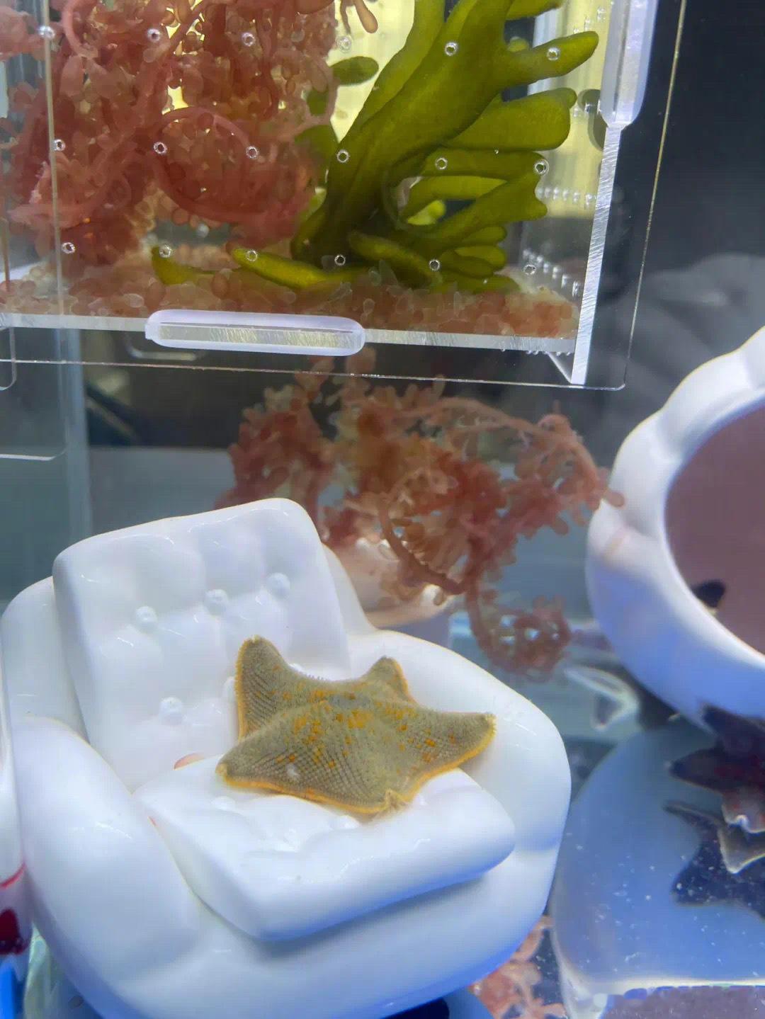 海星下来换我躺会打工人内容过于真实​​​