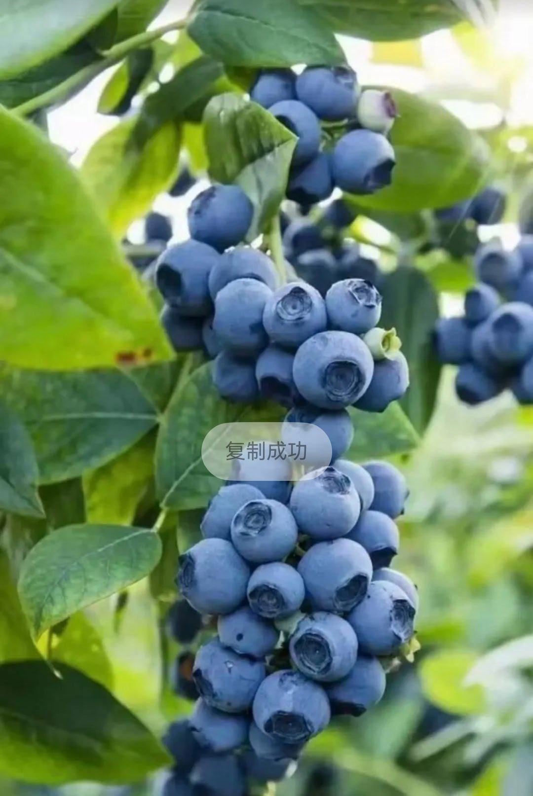 0000蓝莓种植:1.土壤；蓝莓喜欢酸性土壤，pH值应在4.0到5.5之间。可以