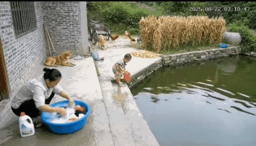 应该给阿黄奖励一块肉骨头！它的反应也太快了！妈妈只顾洗衣服，连孩子掉到水里都没发