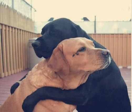 这不正好，可以名正言顺的换一个老婆或者换几个女哥们，经历过背叛的人都知道，委曲求