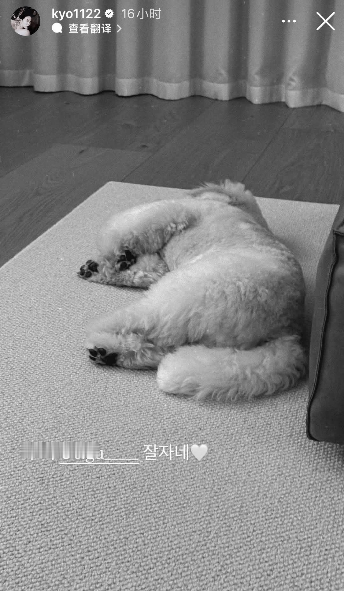 宋慧乔更新ins，晒出家里小狗的萌照