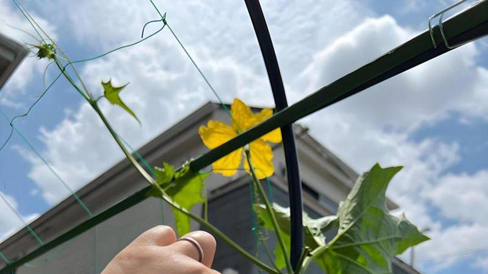 丝瓜种植有妙招, 只要掌握这4个技巧, 后期结瓜压满枝条