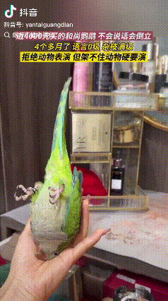 值不值？江苏无锡，女子花3850元买了一只四个多月大的和尚鹦鹉，虽然它不会说话，
