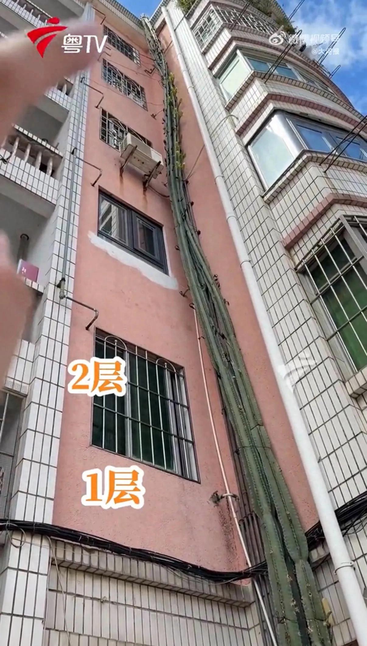 奇迹！8月22日广州日报报道，广州黄埔，一楼住户多年前随手埋下才50厘米的小苗，