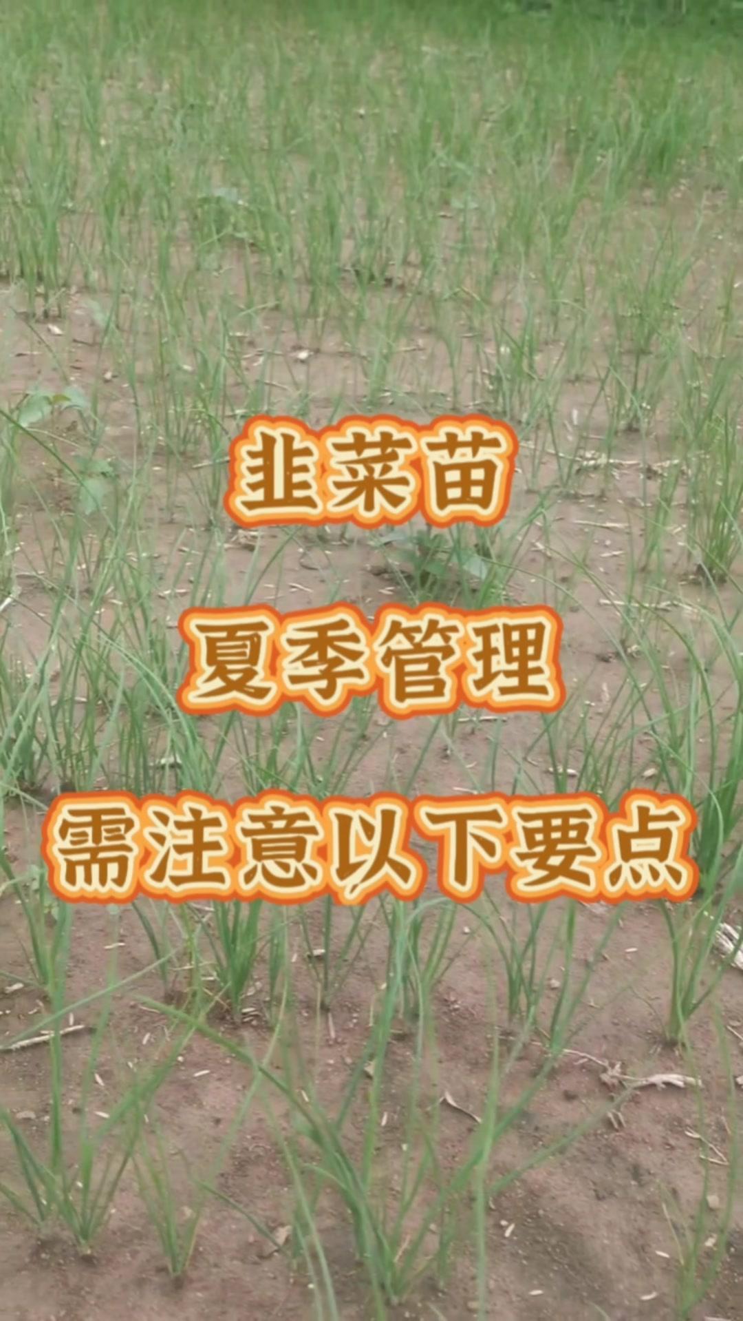 夏季是韭菜生长旺盛的季节，同时也是高温多雨、病虫害多发的时期。因此，对小韭菜苗的