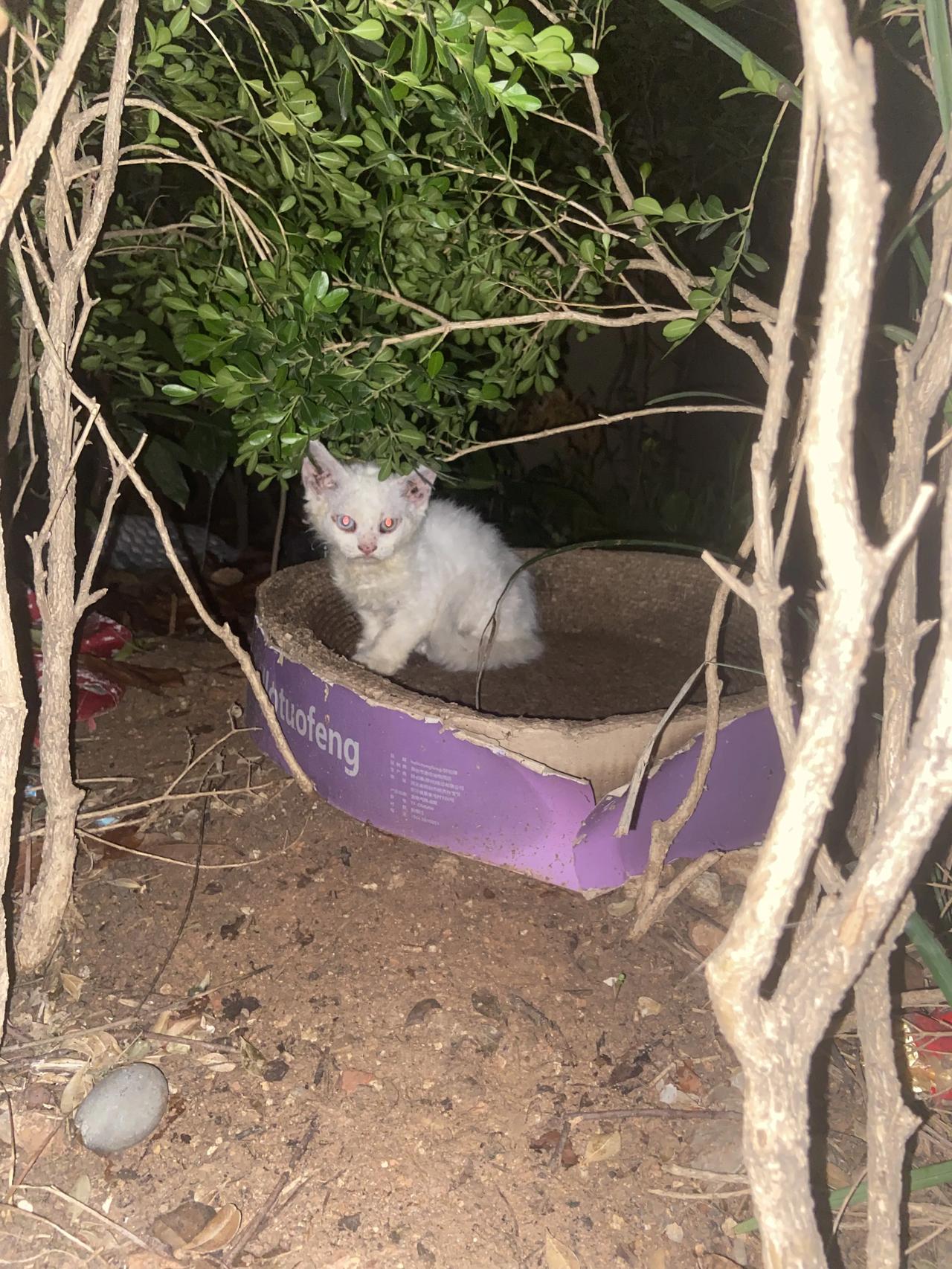 喂流浪猫三年有余，从未见过德文猫流浪，实在是太可怜了！小区的流浪猫群里，忽然多