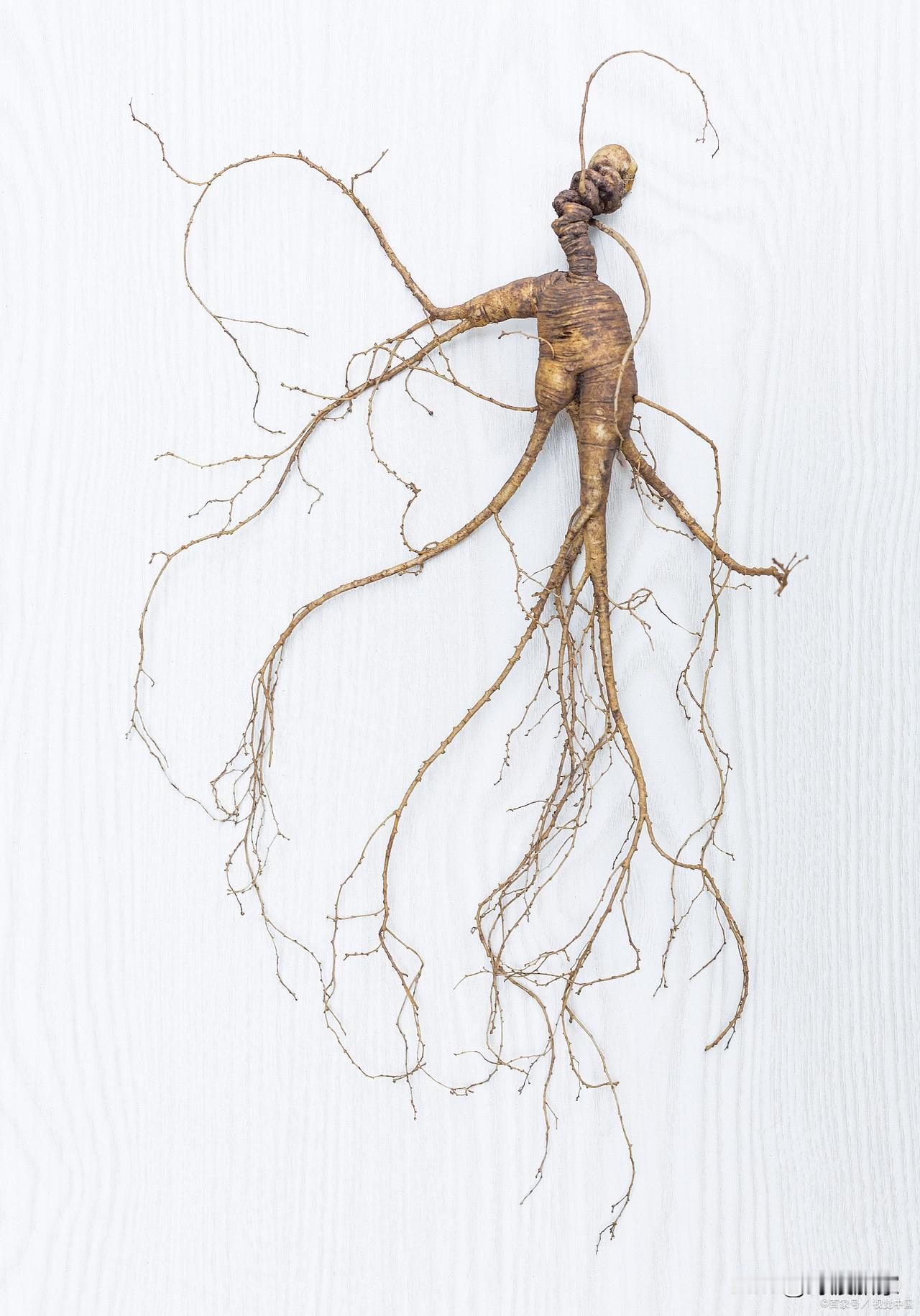 据说人参富有人性，格外有骨气，倘若人和笨重动物踩了它，它就不再生长，要在土里休眠