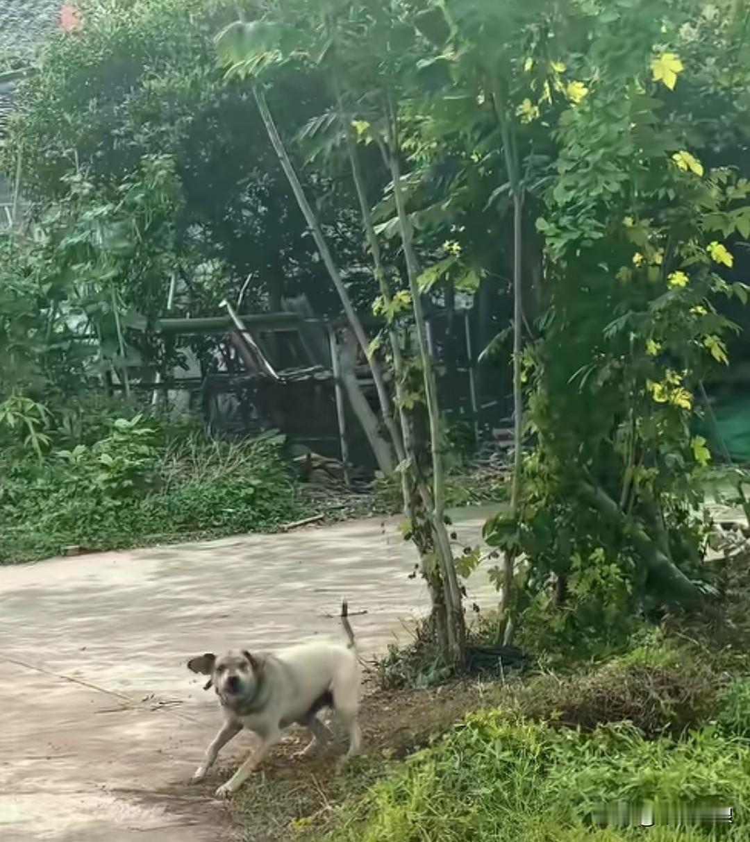 一只陌生狗挡住了小女孩的去路，还对着她疯狂吠叫。女孩害怕极了，赶忙回家唤出自家的