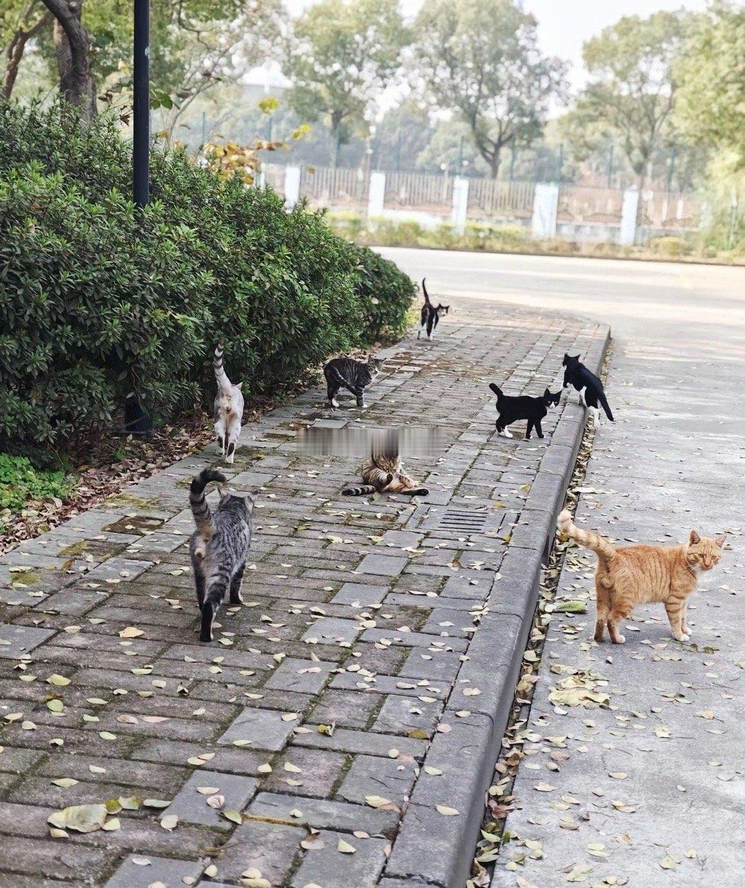 为了这群流浪猫，退休又返岗即将15年！如今返岗的时间即将结束🔚，最放心不下的就