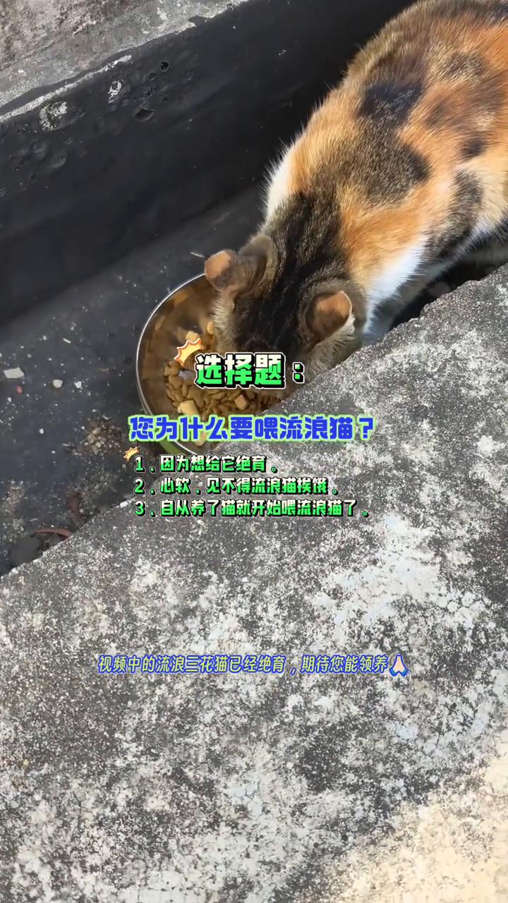选择题：您为什么要喂流浪猫？·1.因为想给它绝育。·2.心软，见不得流浪猫挨