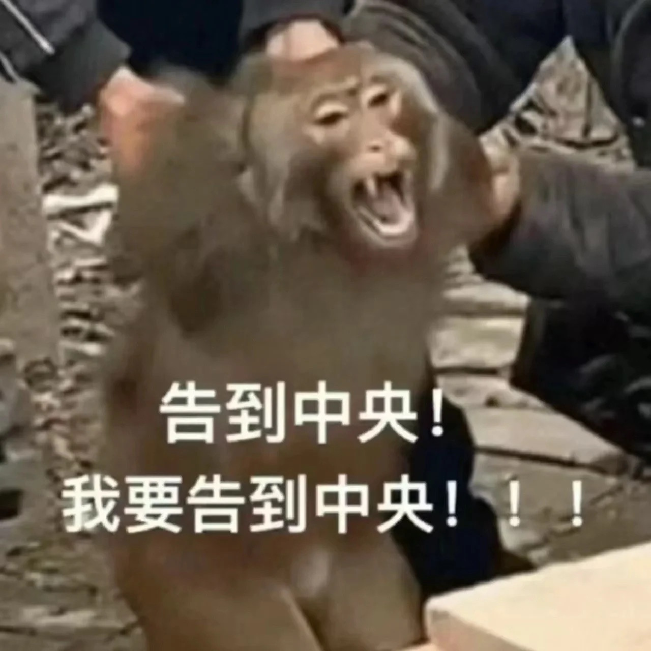 搜罗了一包吗喽表情包给大家