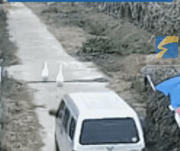 鹅：好看吗？用命换的。