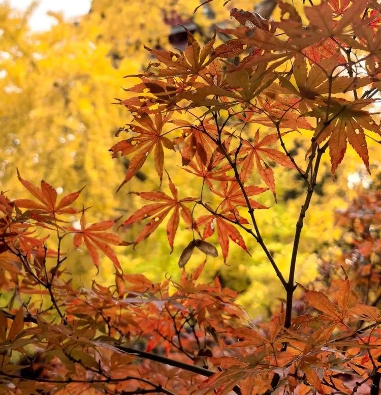 高知女性和婆婆的关系普遍不好？当然不是。而是高知女性知道人与人之间的边界感在哪里