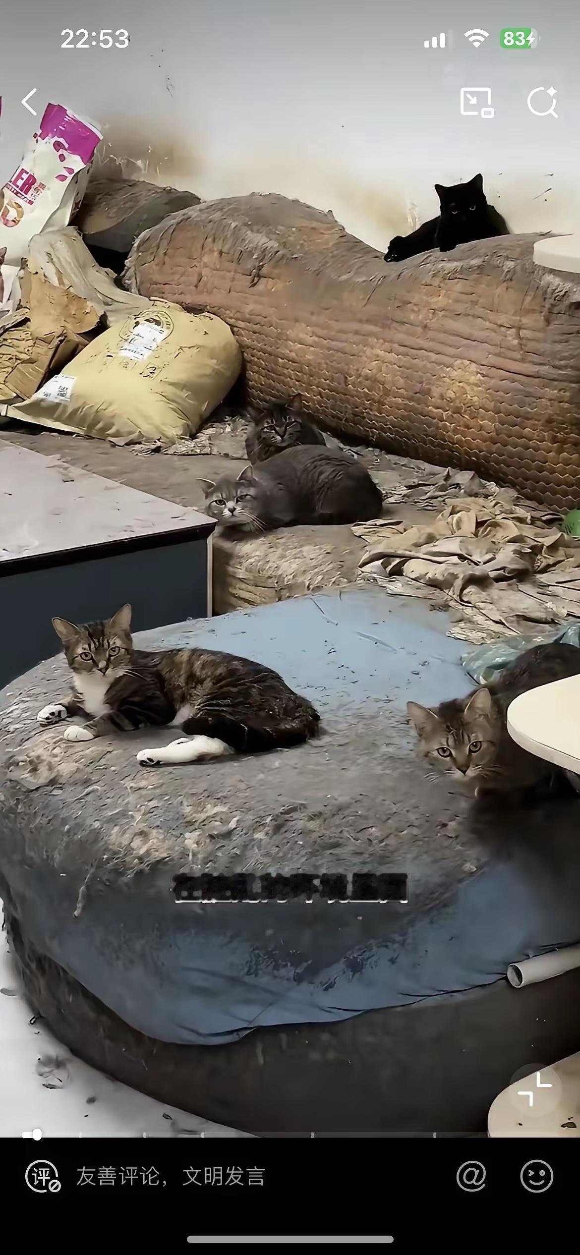 网友称：“这哪是什么爱心，分明是有病，这环境，还不如让猫去流浪！”虽说我自己家