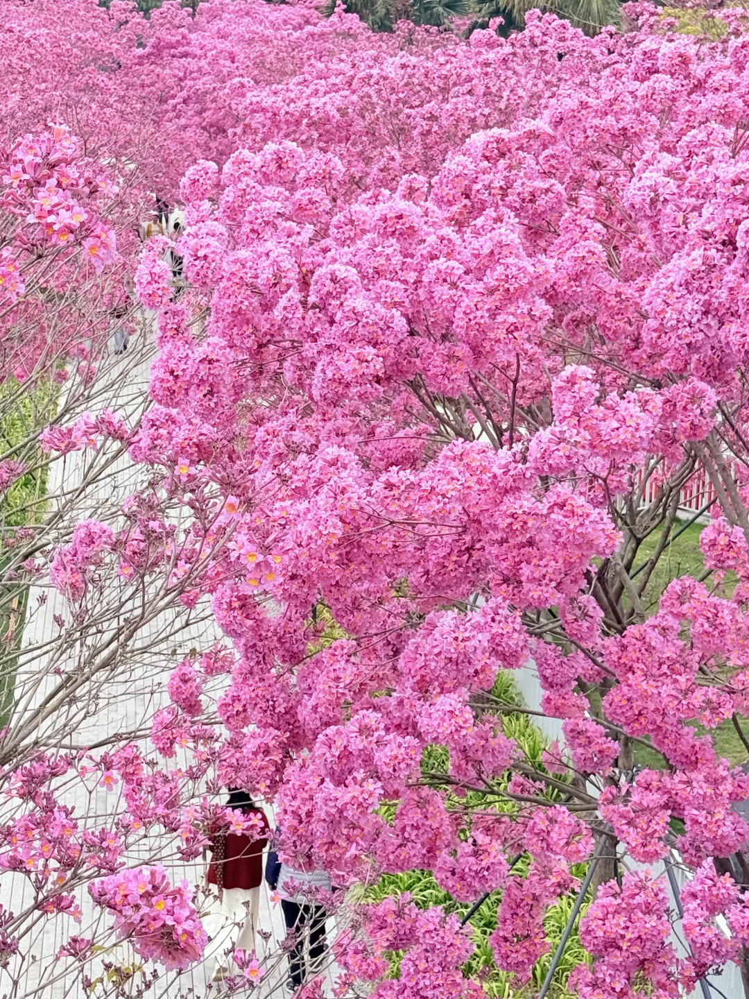 1.29实拍！深圳这个公园的紫风铃木🌸开爆了