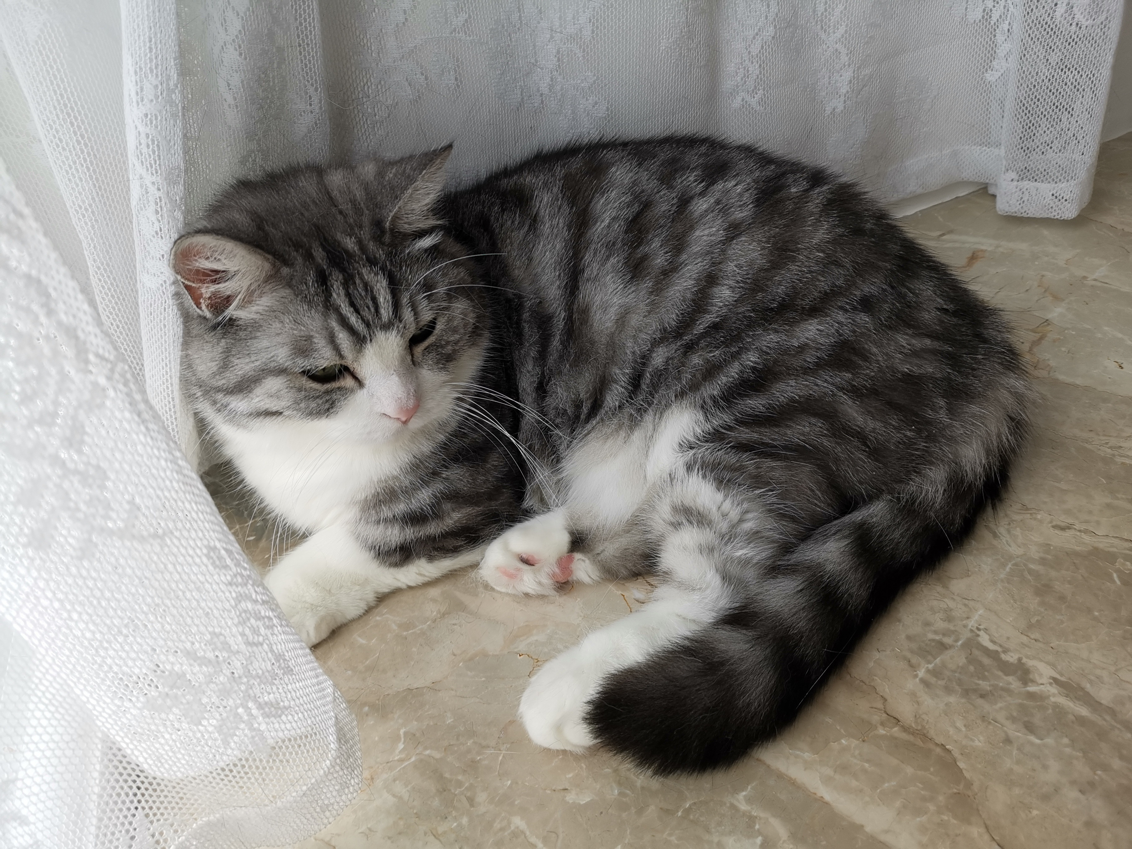 小猫咪还没睡醒呢[doge]​​​