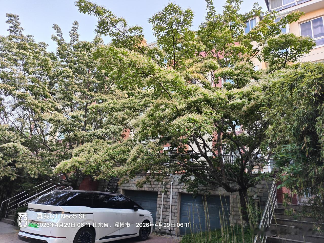 昨天早晨沿小区的路去买早餐。春暖花开的感觉真好。春天的一抹绿色，就能治愈一冬