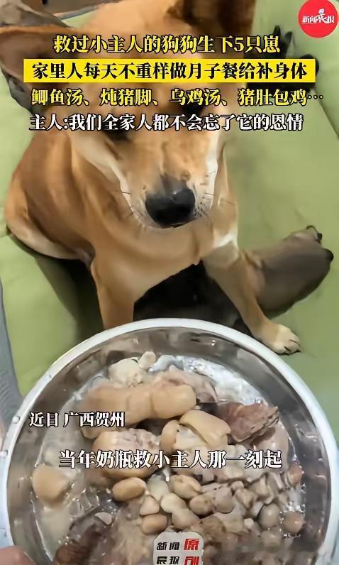 广西贺州发生了一件让人暖心的事情，一只土狗生下5只小狗后，主人给它用乌鸡汤和猪脚