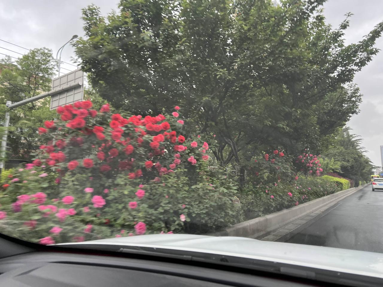 五月份是兰州最美的季节，看看兰州的这条街道绿化带上五颜六色的月季花正在盛开，让人