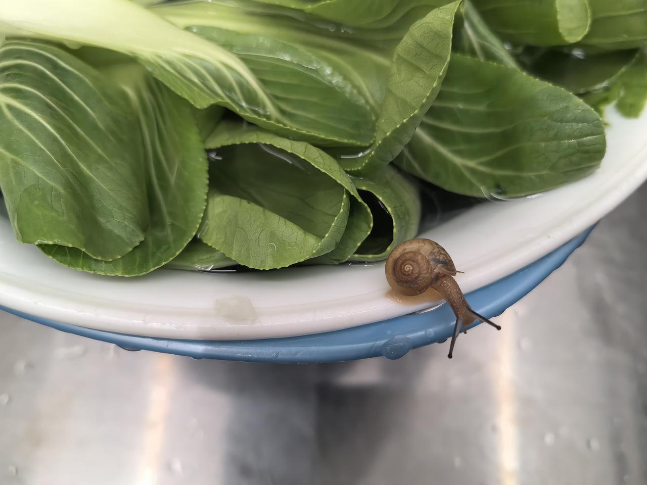 洗菜洗出个蜗牛，又惊又喜今天懒得出门买菜，就在线上超市买了点肉馅，
