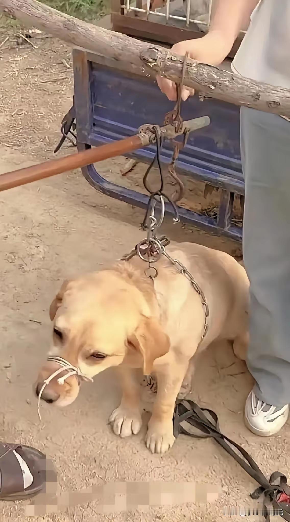 兔死狗烹，鸟尽弓藏。这条大黄狗为主人看家护院尽职尽责，非常忠诚，但是主人把院子卖